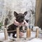 Chihuahua puppy with pink scarf, standing on a bridge in a winter scenery