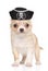 Chihuahua puppy in pirate hat