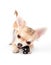 Chihuahua puppy playing with leather spike rocker ring on white background