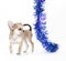 Chihuahua puppy playing with multicolored tinsel