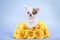 Chihuahua puppy portrait
