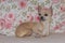 Chihuahua Puppy Reclining on Rose Patterned Fabric