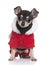 Chihuahua puppy in Santa coat