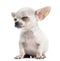 Chihuahua puppy sitting eyes closed, 4 months, isolated