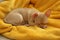 Chihuahua puppy sleeping on yellow blanket. Baby animal