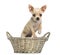 Chihuahua puppy standing in a wicker basket