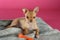 Chihuahua puppy with toy on blanket. Baby animal