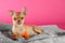 Chihuahua puppy with toy on blanket. Baby animal