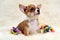 Chihuahua puppy with toys on fur cover