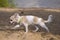 Chihuahua puppy walking on the beach