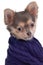 Chihuahua puppy with warm sweater isolated