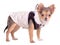 Chihuahua puppy wearing coat for cold weather