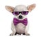 Chihuahua puppy wearing glasses and a bow tie