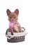 Chihuahua puppy wearing pink beas in basket