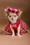 Chihuahua puppy wearing red dress and cap