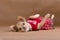 Chihuahua puppy wearing red kilt lying