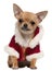 Chihuahua puppy wearing Santa coat