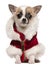 Chihuahua puppy wearing Santa coat