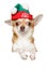 Chihuahua puppy in winter hat above banner