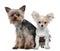 Chihuahua puppy and Yorkshire terrier