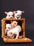 Chihuahua puppys play to cart