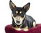 Chihuahua Rat Terrier mix dog, animal shelter adoption photography