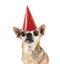 A chihuahua with a red birthday hat on