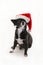 Chihuahua with red Santa holiday hat covering one ear