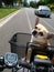 Chihuahua riding bicycle