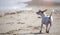 Chihuahua running at the beach