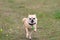 Chihuahua running in meadow