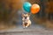 Chihuahua Running Outside with Balloon Image. Generative AI