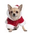 Chihuahua in Santa coat, 6 years old