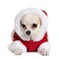 Chihuahua in Santa coat, 7 months old