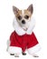 Chihuahua in Santa coat, 8 months old