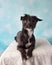 Chihuahua Shih Tzu Mix Portrait in Studio on a Blue and White Heart Background Lying Down