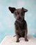 Chihuahua Shih Tzu Mix Portrait in Studio on a Blue and White Heart Background Sitting