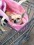 Chihuahua in shopping trolley