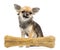 Chihuahua sitting behind knuckle bone