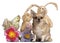 Chihuahua sitting with Easter stuffed animals