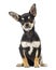 Chihuahua sitting, facing, isolated
