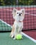 Chihuahua sitting in a tennis court