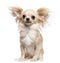 Chihuahua sitting in wind against white background