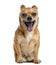 Chihuahua sitting, yawning, isolated