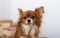 chihuahua. A small dog. The dog is sitting on a bed. The dog obeys commands. Fluffy dog. Red-haired Chihuahua. The dog is sitting