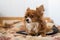 chihuahua. A small dog. The dog is sitting on a bed. The dog obeys commands. Fluffy dog. Red-haired Chihuahua. The dog is sitting