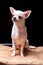 Chihuahua smooth-haired cream dog sits on a beige pillow and looks away on a black background. Vertical orientation.