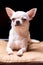 Chihuahua smooth-haired cream lies on a beige pillow and squinted his eyes looking to the side. Portrait on a black