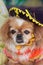 Chihuahua with a Sombrero