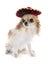 Chihuahua and sombrero